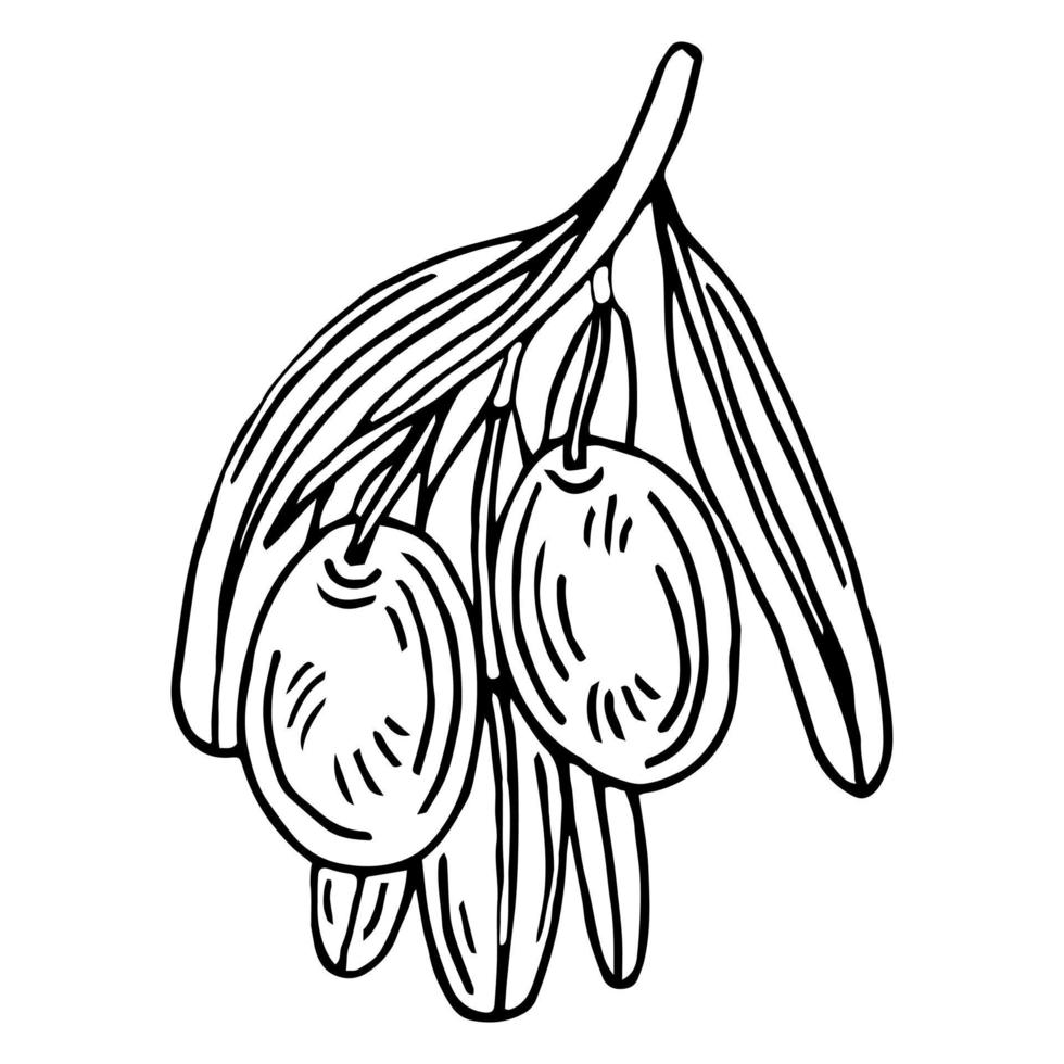 ramo de oliveira. elemento de ilustração de azeitonas isoladas vetor