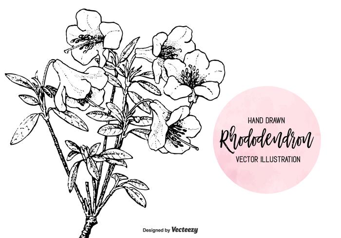 Vetor de rododendro desenhado a mão gravada