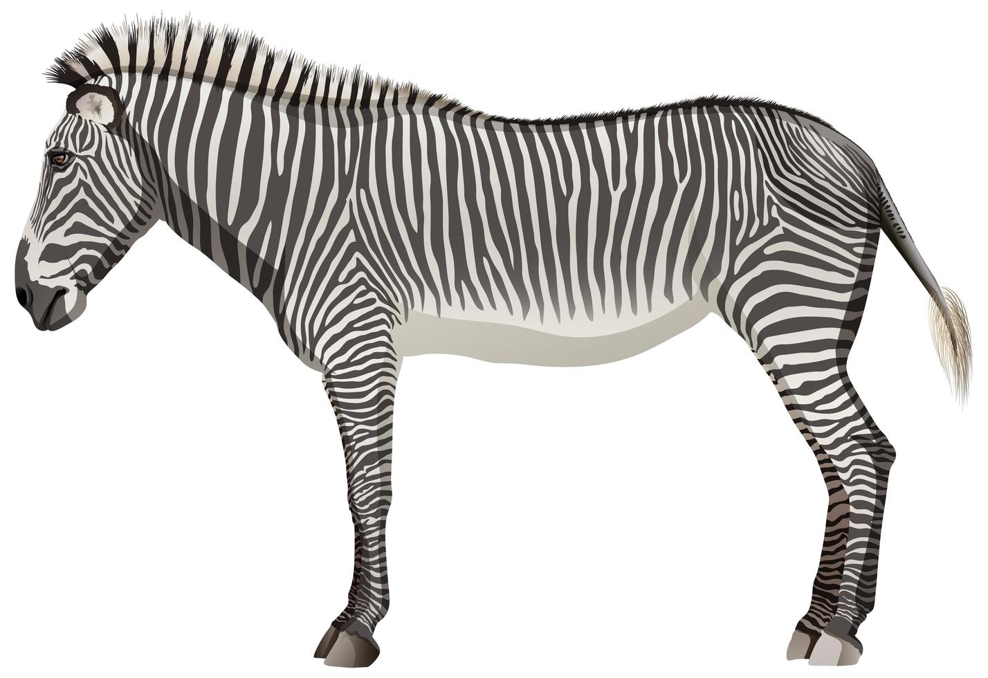 zebra adulta em pé no fundo branco vetor