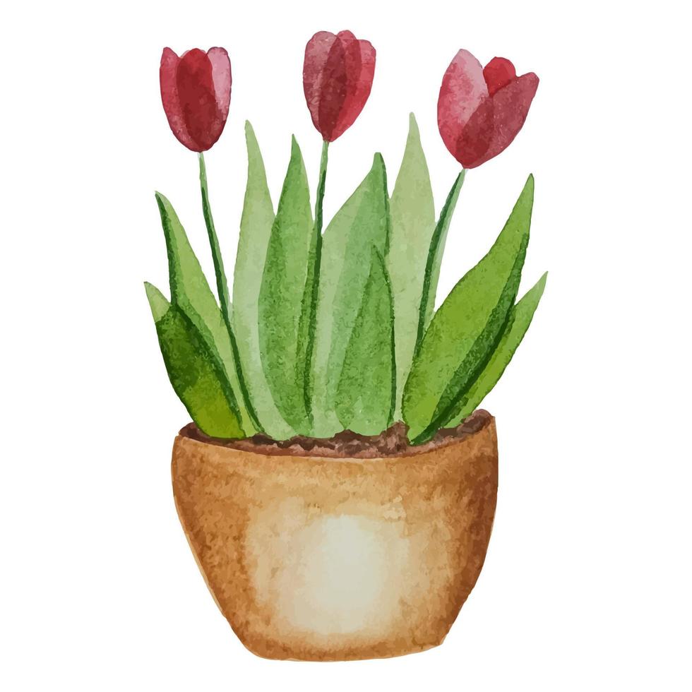 plantadores com flores, tulipas cor de rosa em uma panela, ilustração em aquarela vetor