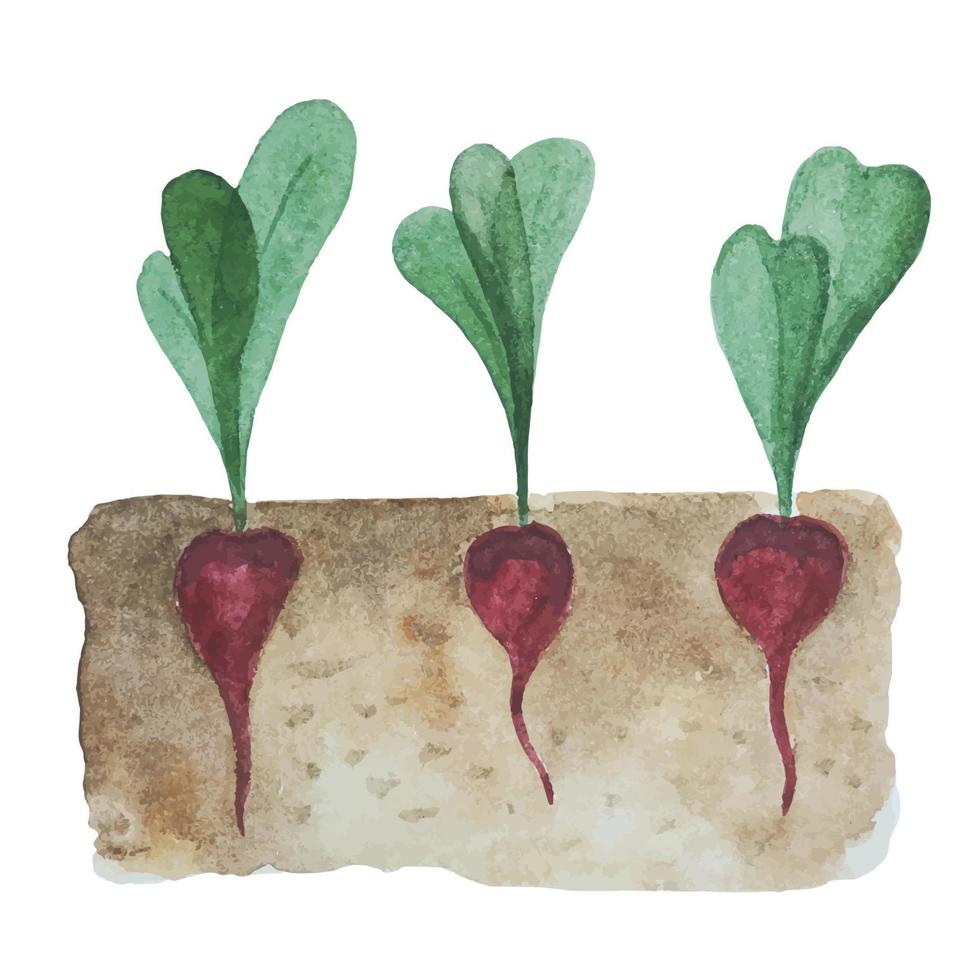 vegetais crescendo no chão. beterraba açucareira no jardim. rabanete no chão. plantas que têm uma estrutura radicular abaixo do nível do solo. ilustração em aquarela com uma horta. vetor