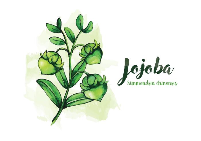 Ilustração da aguarela de Jojoba vetor