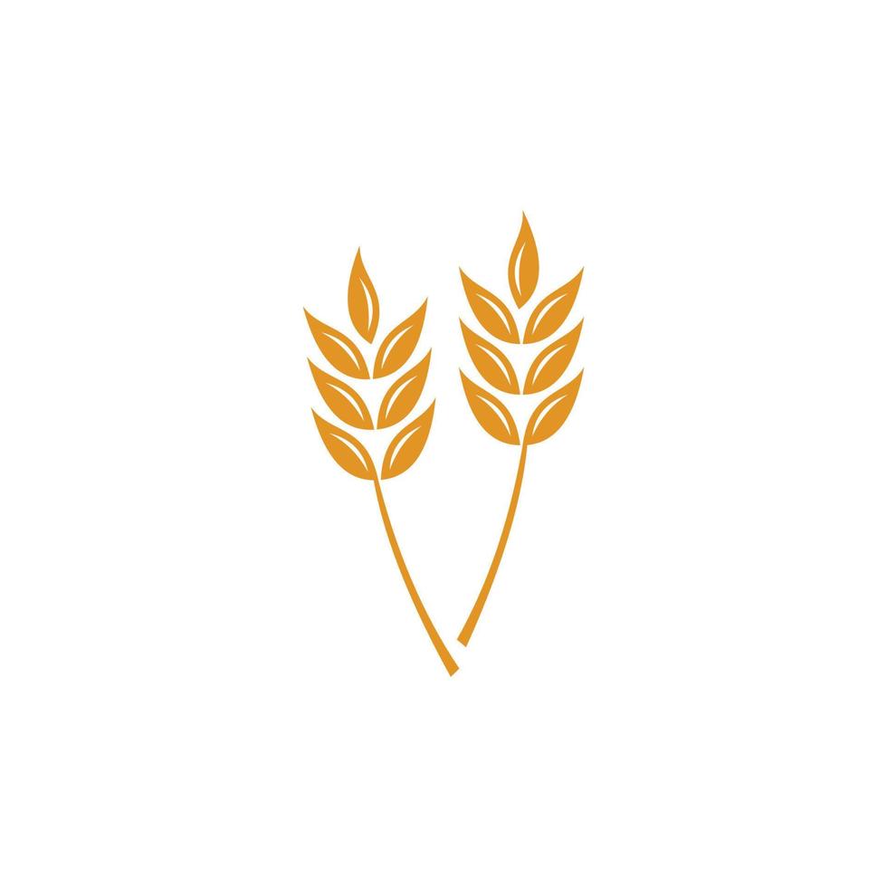 logotipo de trigo amarelo maduro pronto para a colheita vetor