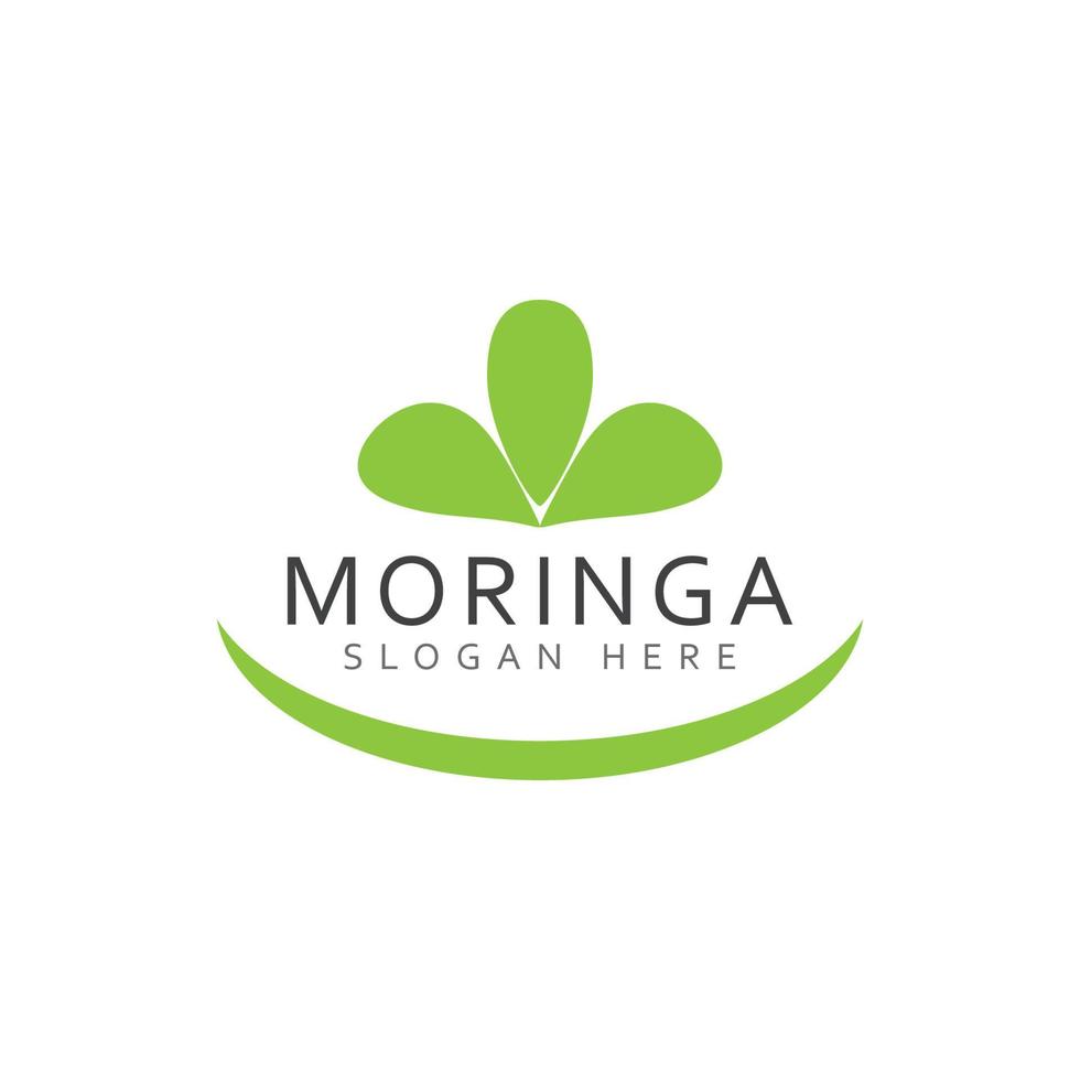 modelo de logotipo de folha de moringa vetor símbolo natureza