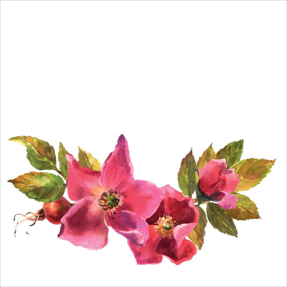 rosa mosqueta. cartão com aquarela flores silvestres em um fundo branco. dog-rose. ilustração.use para scrapbooking, convites, livros e revistas, decoupage, cartões para casamentos, aniversários vetor