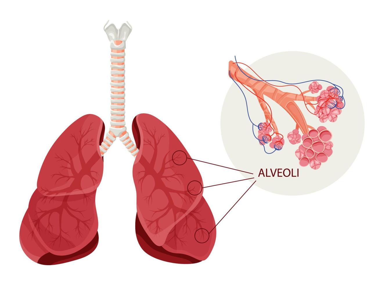 estrutura dos alvéolos com capilares nos pulmões vetor