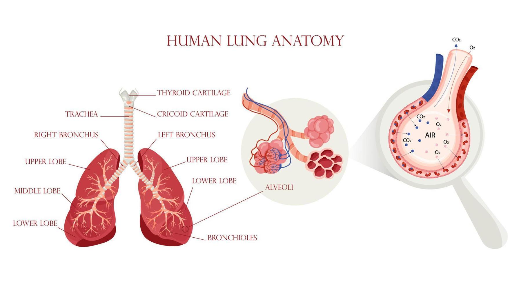 anatomia pulmonar, estrutura dos alvéolos e esquema de troca gasosa vetor