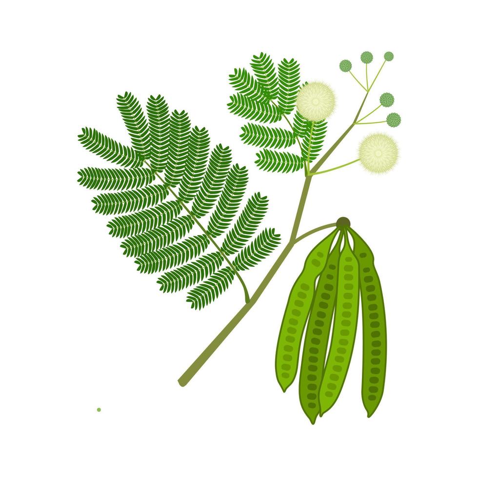 árvore de chumbo ou ilustração em vetor leucaena leucocephala, isolada no fundo branco.