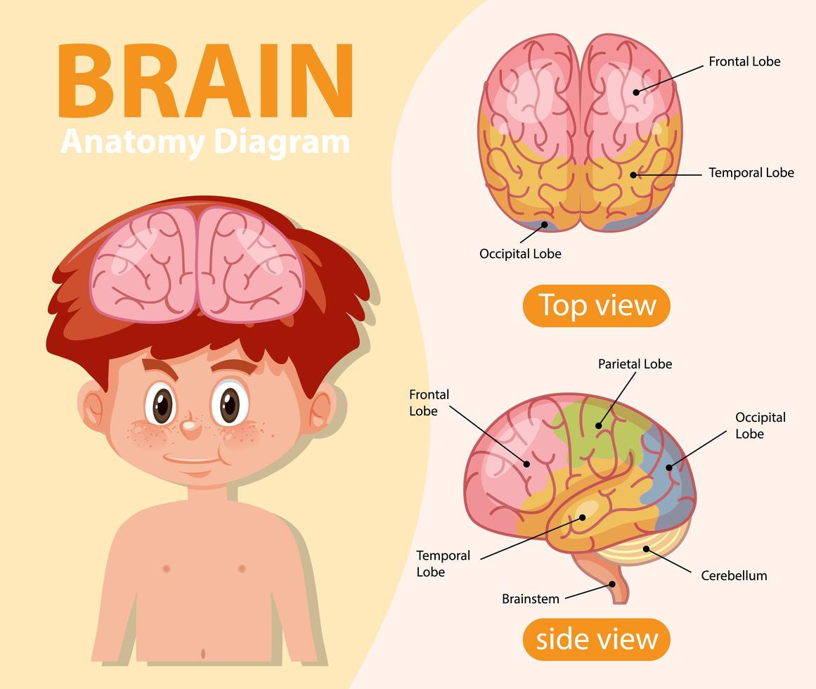 pôster de informações do diagrama do cérebro humano vetor