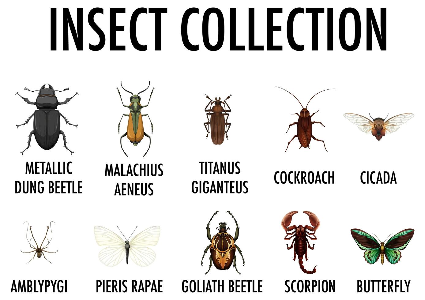 lista de entomologia da coleção de insetos vetor