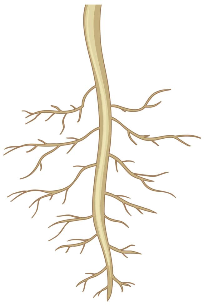 close-up das raízes das plantas isoladas no fundo branco vetor