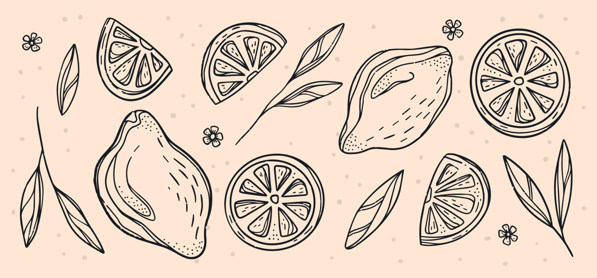 esboço do conjunto decorativo de limão. ilustrações botânicas desenhadas à mão. preto e branco com arte de linha isolada em fundos brancos. desenhos de frutas. para web, impressão, design de produto vetor