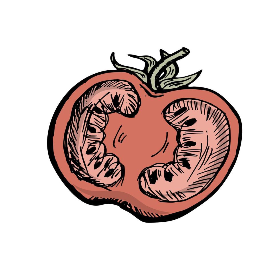 tomate cereja. metade do tomate em estilo doodle vetor