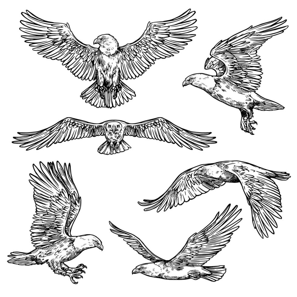 esboço de falcão ou águia, falcão voador vetor
