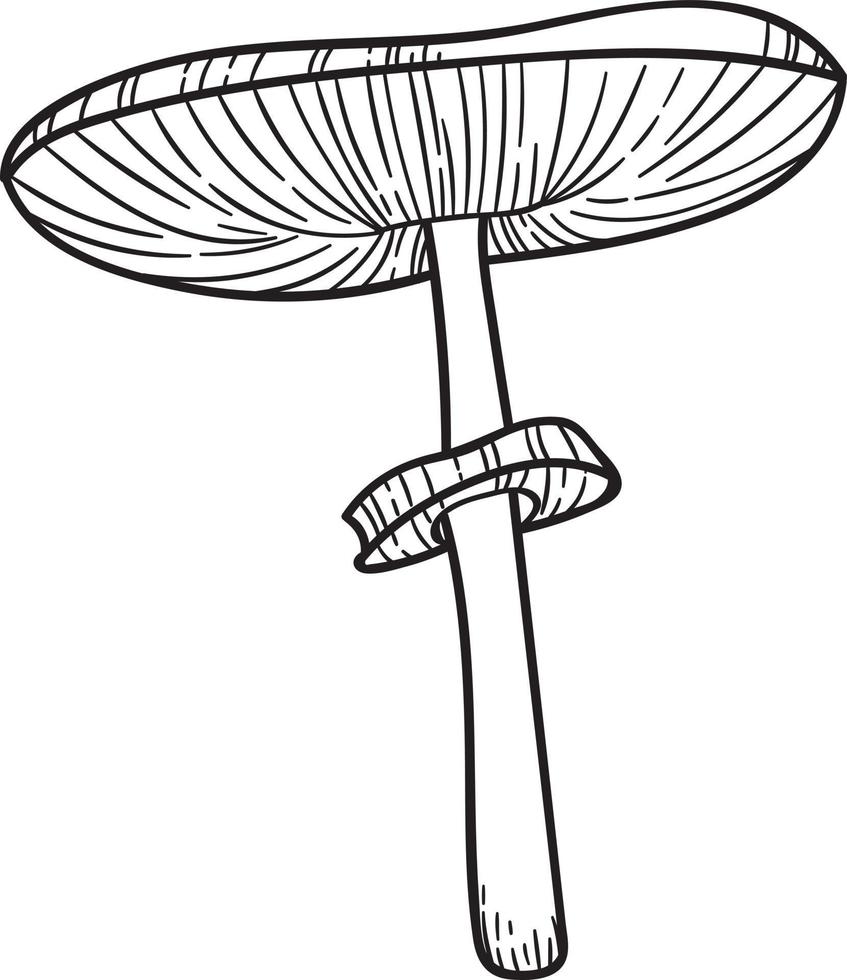 ilustração vetorial de cogumelo, conjunto de arte de linha botânica vetor