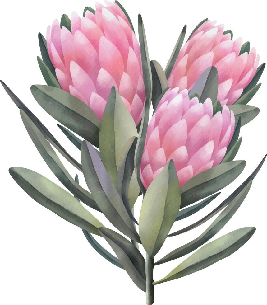 flores de protea rosa aquarela desenhadas à mão, ilustração isolada em um fundo branco vetor