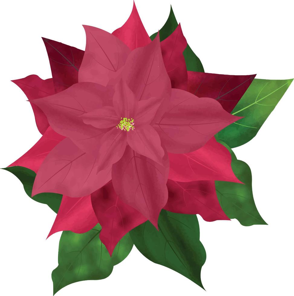 flor de poinsétia de feliz natal, pode ser usada este gráfico para qualquer tipo de mercadoria. é perfeito para qualquer projeto de embalagem, papelaria, canecas, bolsas, almofadas, camisetas, etc. o que você quiser vetor