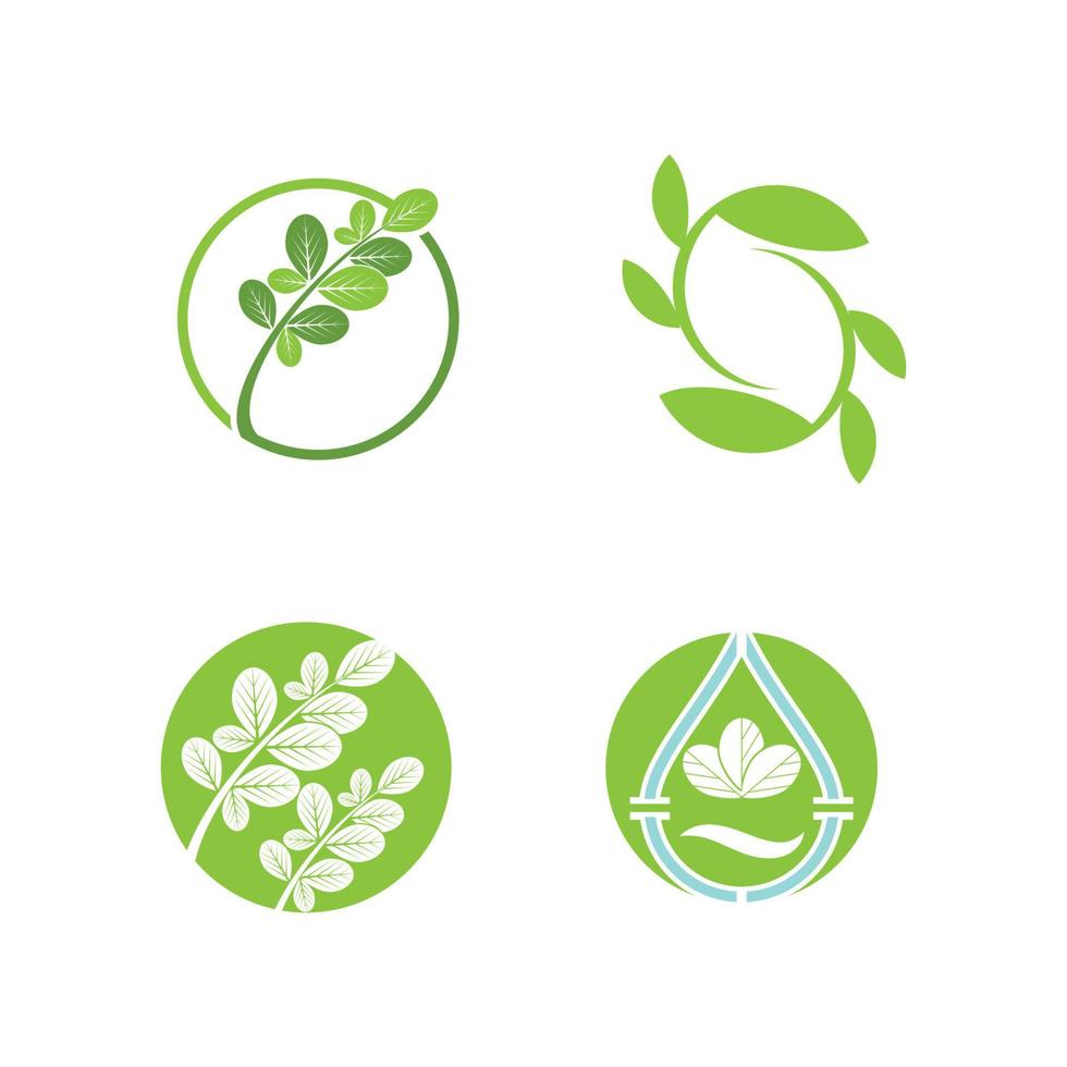 modelo de logotipo de folha de moringa vetor símbolo natureza