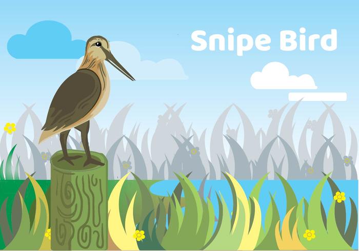snipe bird illustration vetor