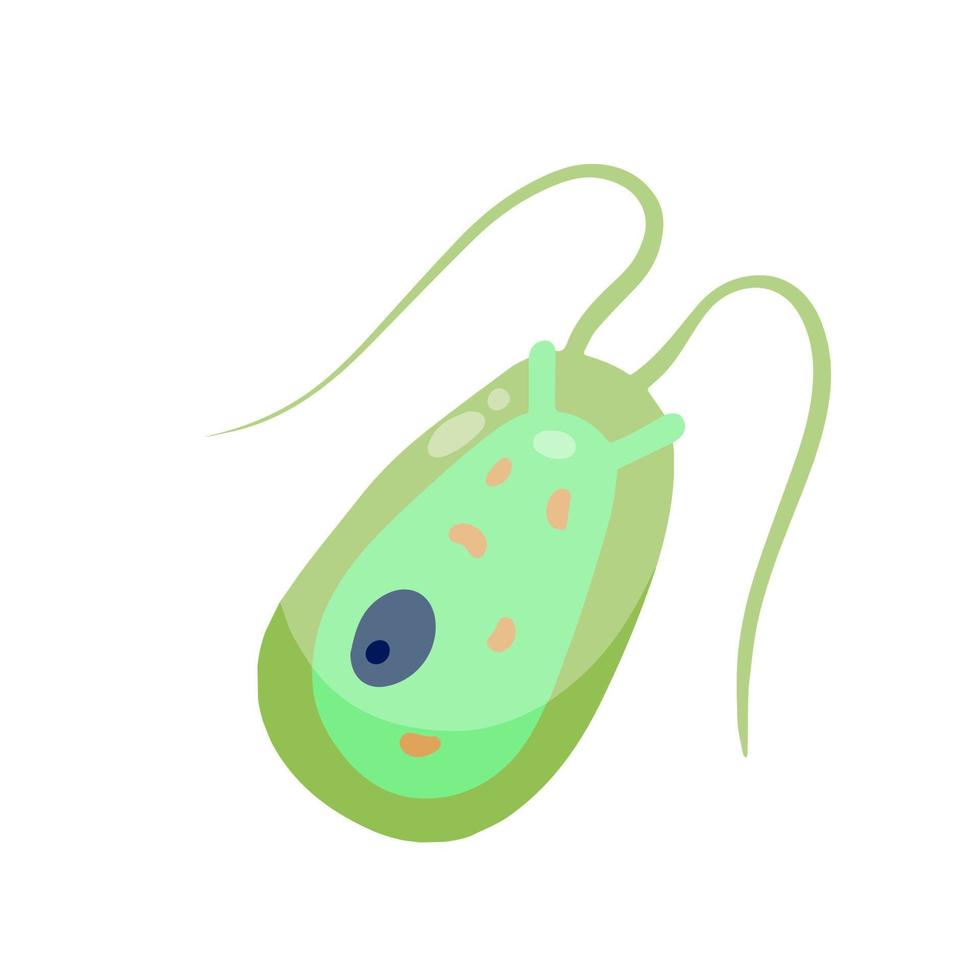 plâncton chlamydomonas. pequeno animal verde unicelular com antenas e flagelos. desenho animado plano vetor