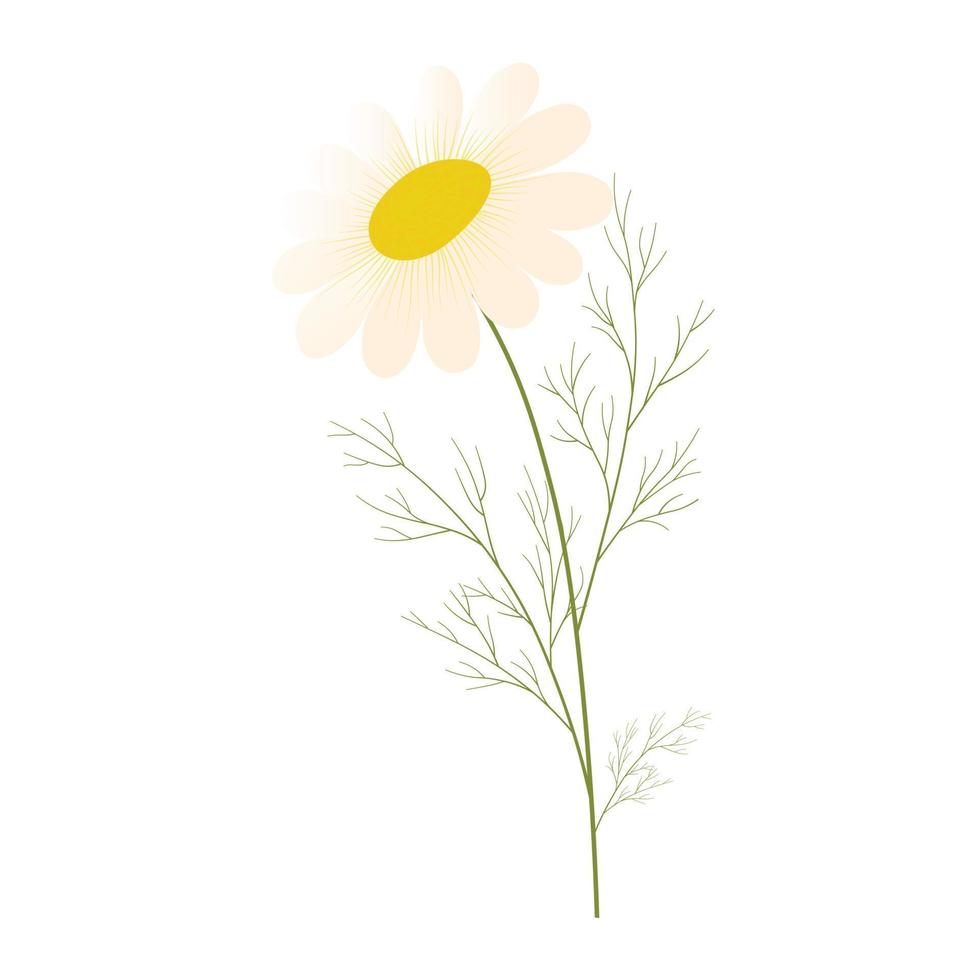 camomila. ilustração de estoque vetorial de margarida. margaridas. modelo de primavera para um cartão de convite. Isolado em um fundo branco. Flor branca vetor