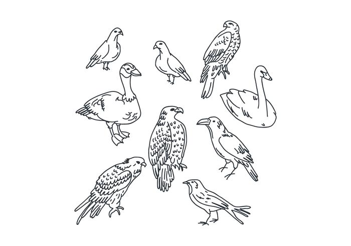 Desenhos de pássaros botânicos vetor