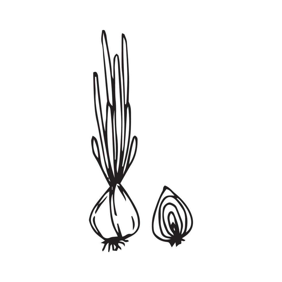 ilustração desenhada à mão de cebola para decoração de crachá e logotipo. arte de linha cebola desenhada à mão estilo vintage vetor