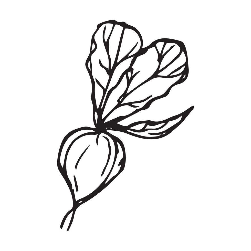 ilustração desenhada à mão de cebola para decoração de crachá e logotipo. arte de linha cebola desenhada à mão estilo vintage vetor