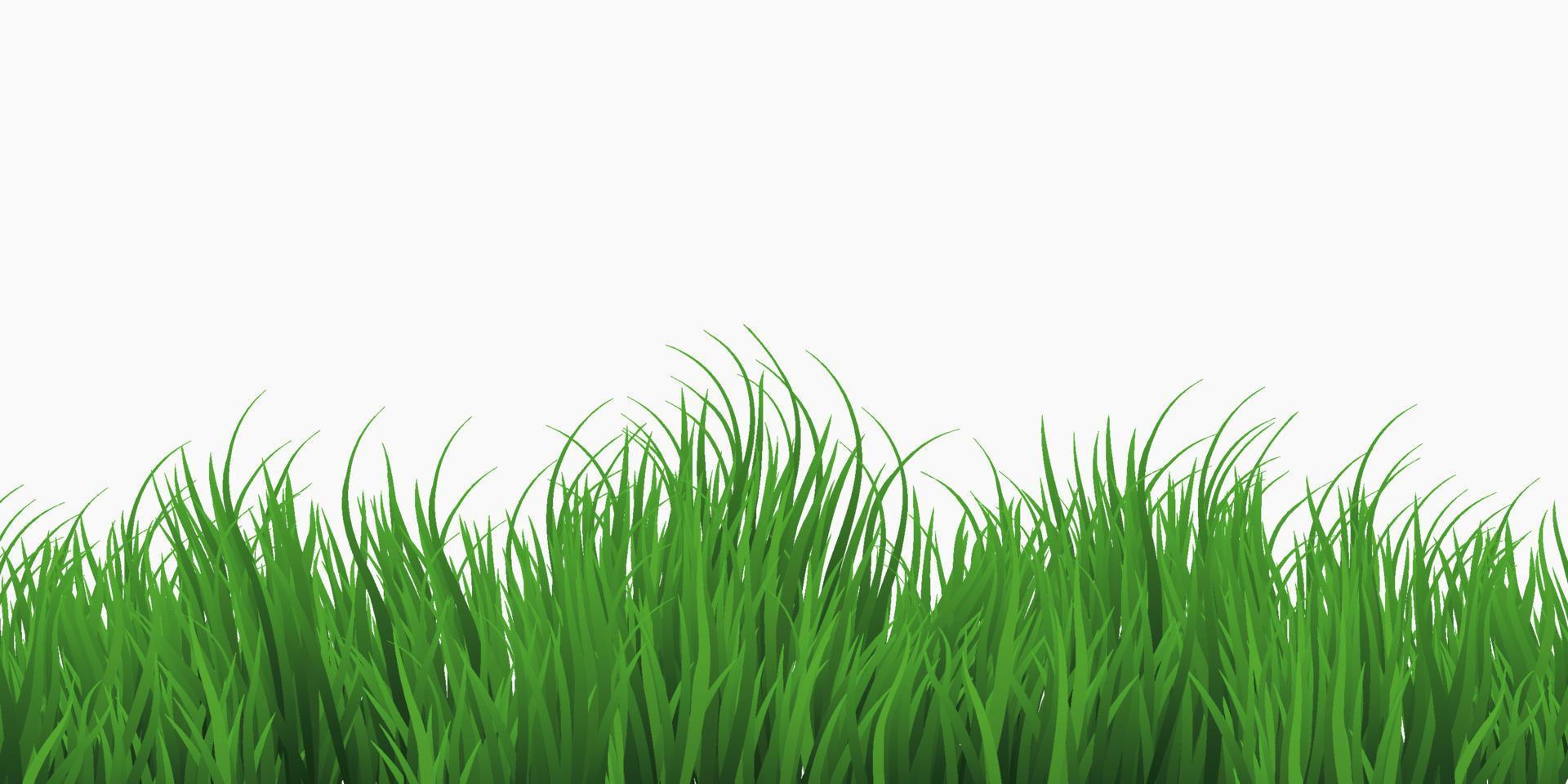 grama verde isolada no fundo branco vetor
