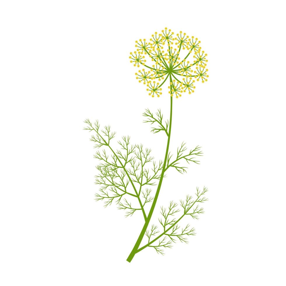 ilustração vetorial, endro com flores, nome científico anethum graveolens, isolado no fundo branco. vetor