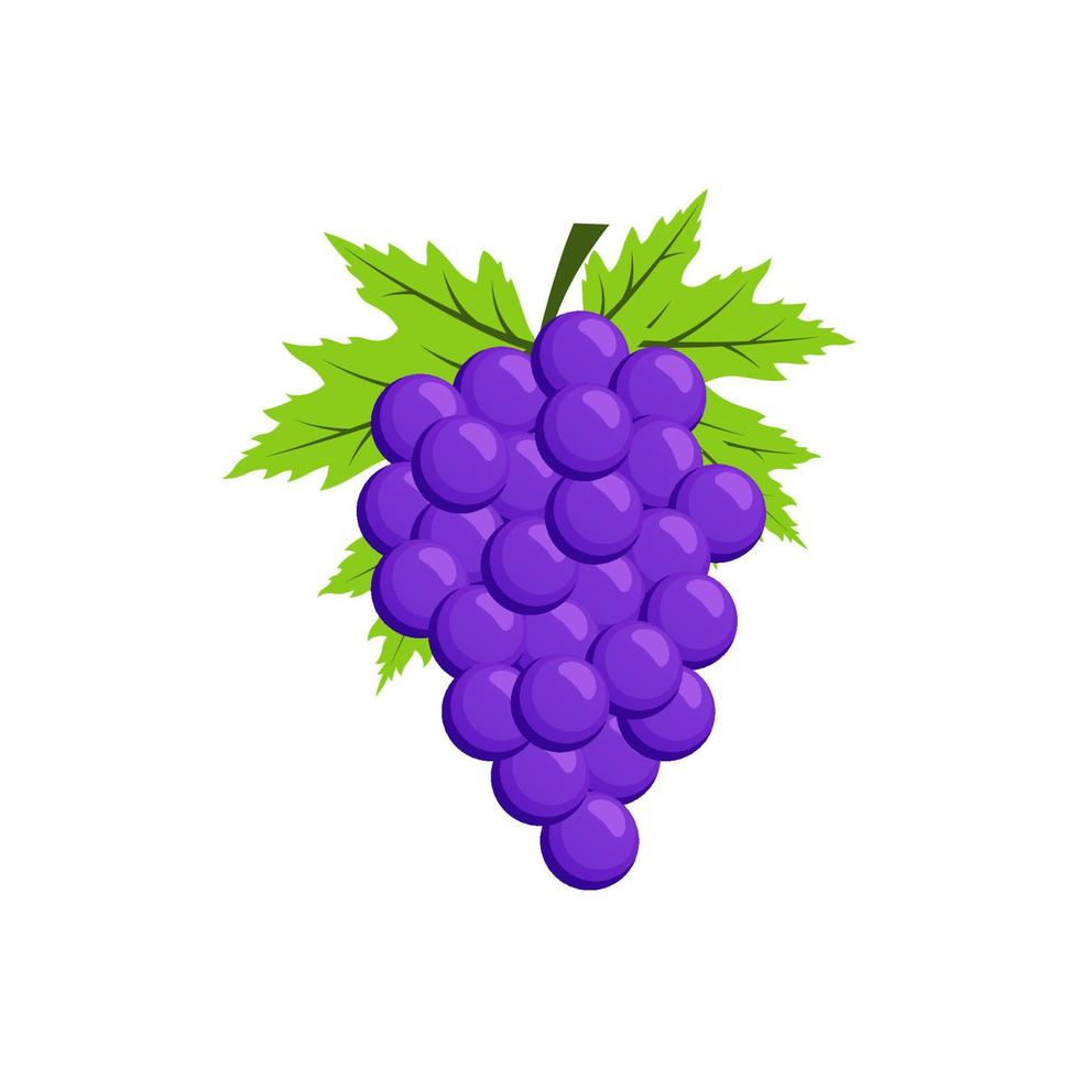 vetor de fruta uvas isolado no fundo branco