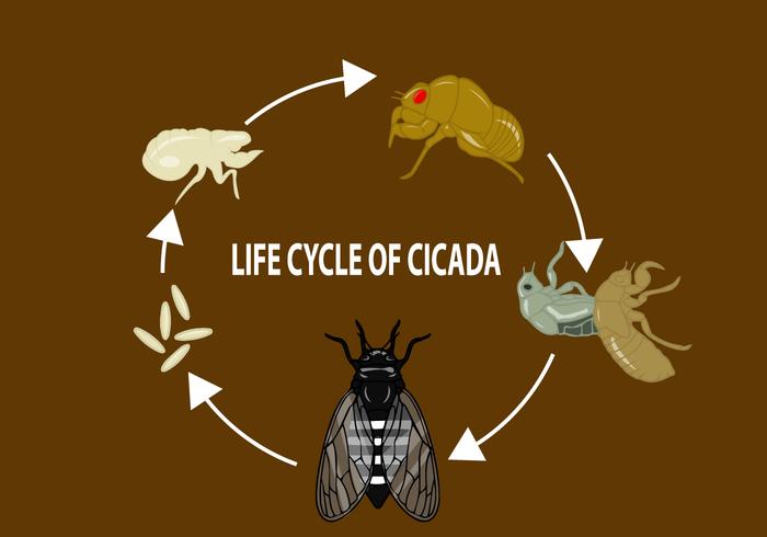 Ciclo de vida da cigarra vetor