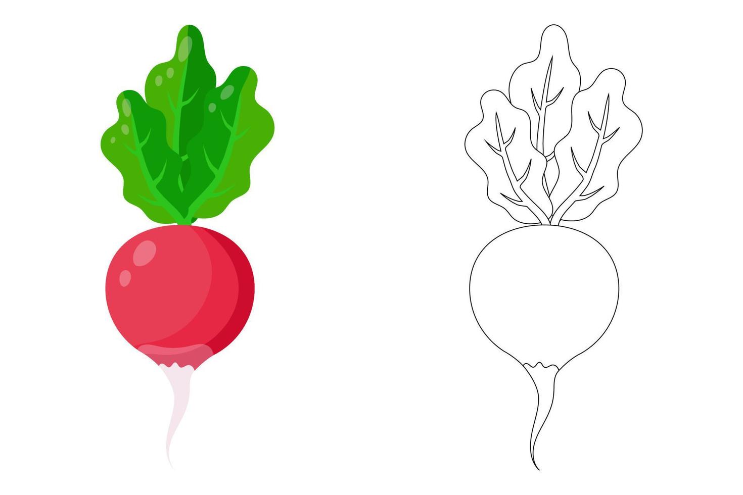 ícone de rabanete isolado em um fundo branco. ilustração em vetor de radishes.contour e ilustração colorida. definir