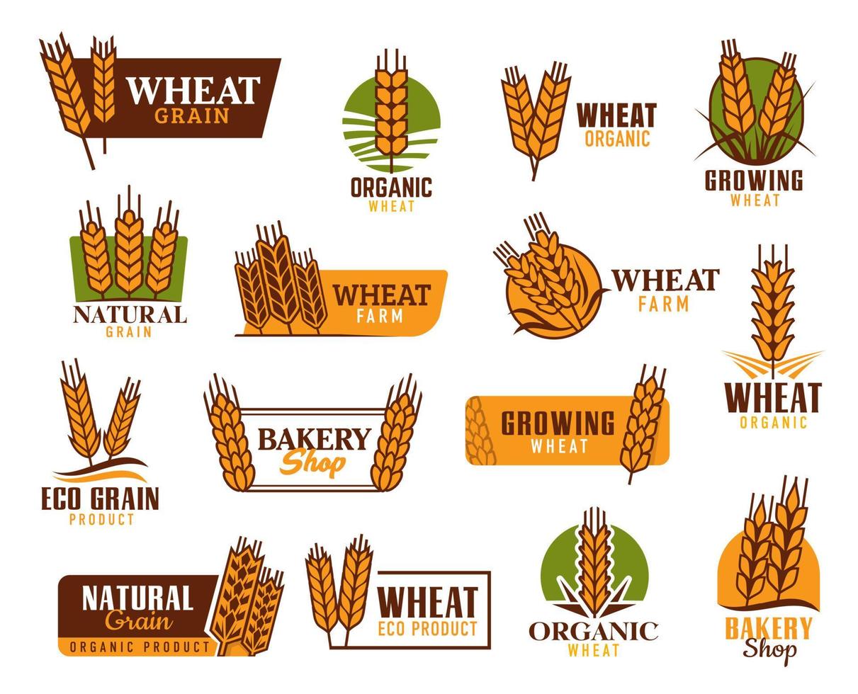 ícones vetoriais de cereais com trigo, arroz, orelhas de aveia vetor