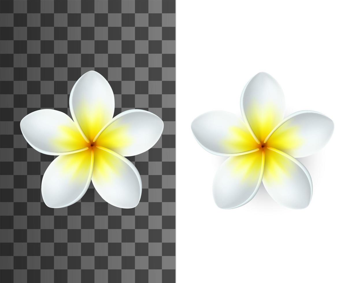 flor de plumeria com pétalas brancas e amarelas vetor