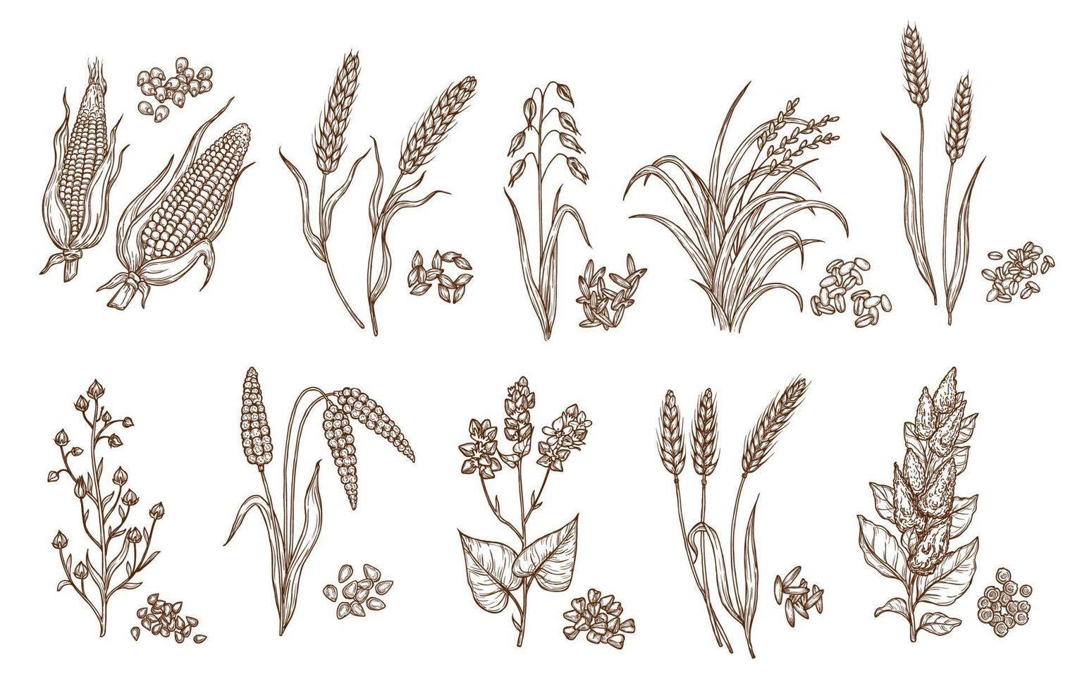esboços isolados de grãos e sementes de plantas de cereais vetor