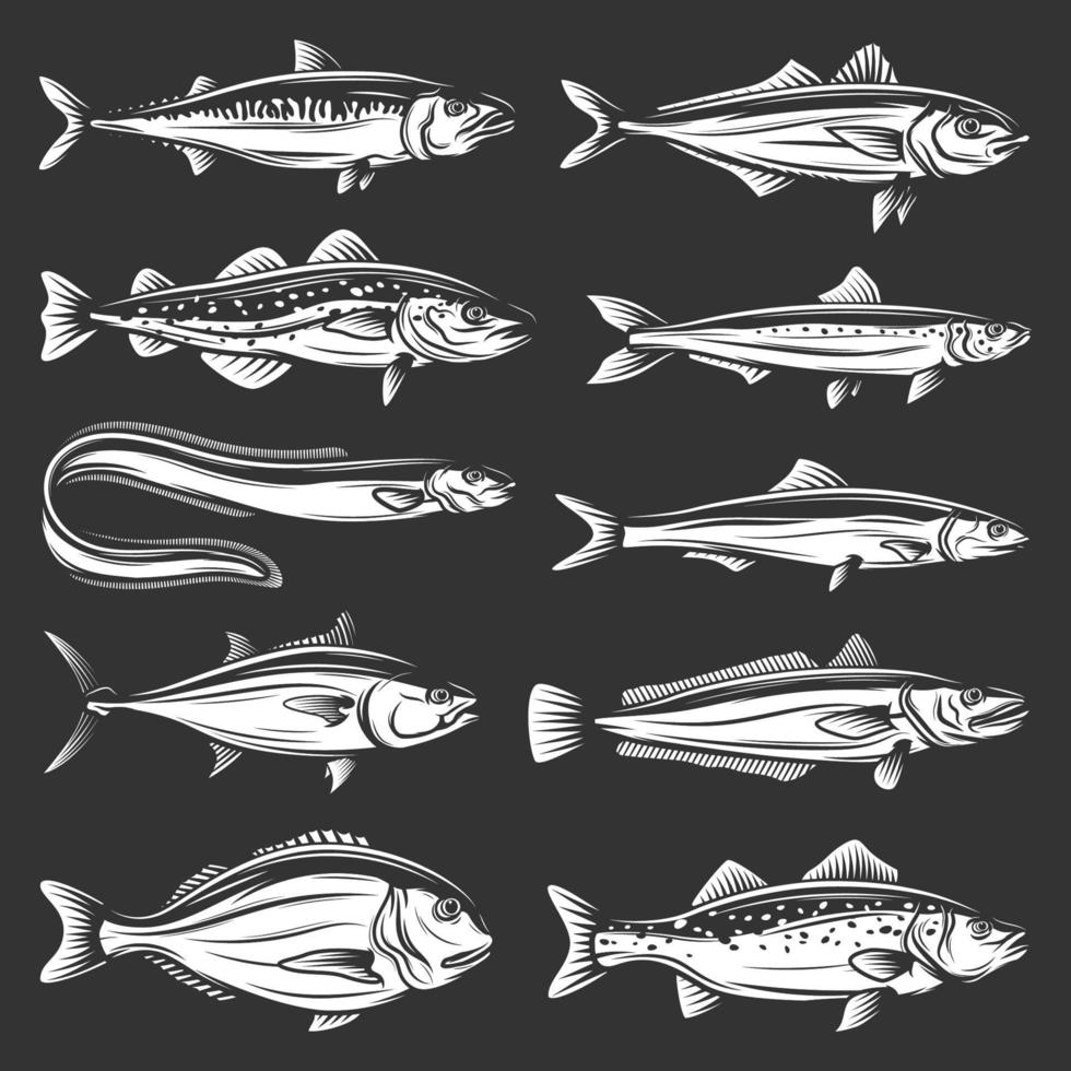 peixes do mar. frutos do mar atum, truta, salmão, anchova vetor