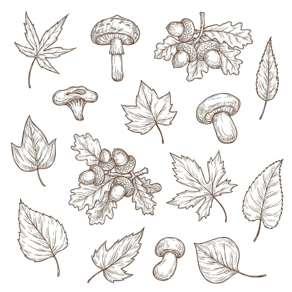 folhas de outono, cogumelos e esboço de bolotas vetor