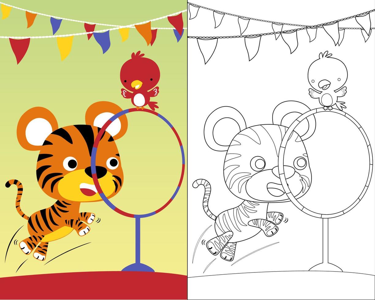 desenho animado de tigre engraçado com passarinho fazendo acrobata em show de circo, livro para colorir ou página vetor