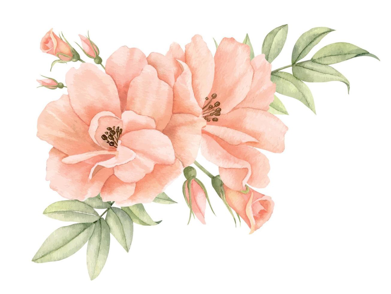 flores rosas em aquarela em tons pastel de rosa pêssego. ilustração floral desenhada à mão para convites de casamento ou cartões em fundo isolado. composição botânica de canto com folhas verdes vetor