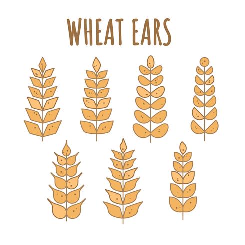vetor de orelhas de trigo grátis