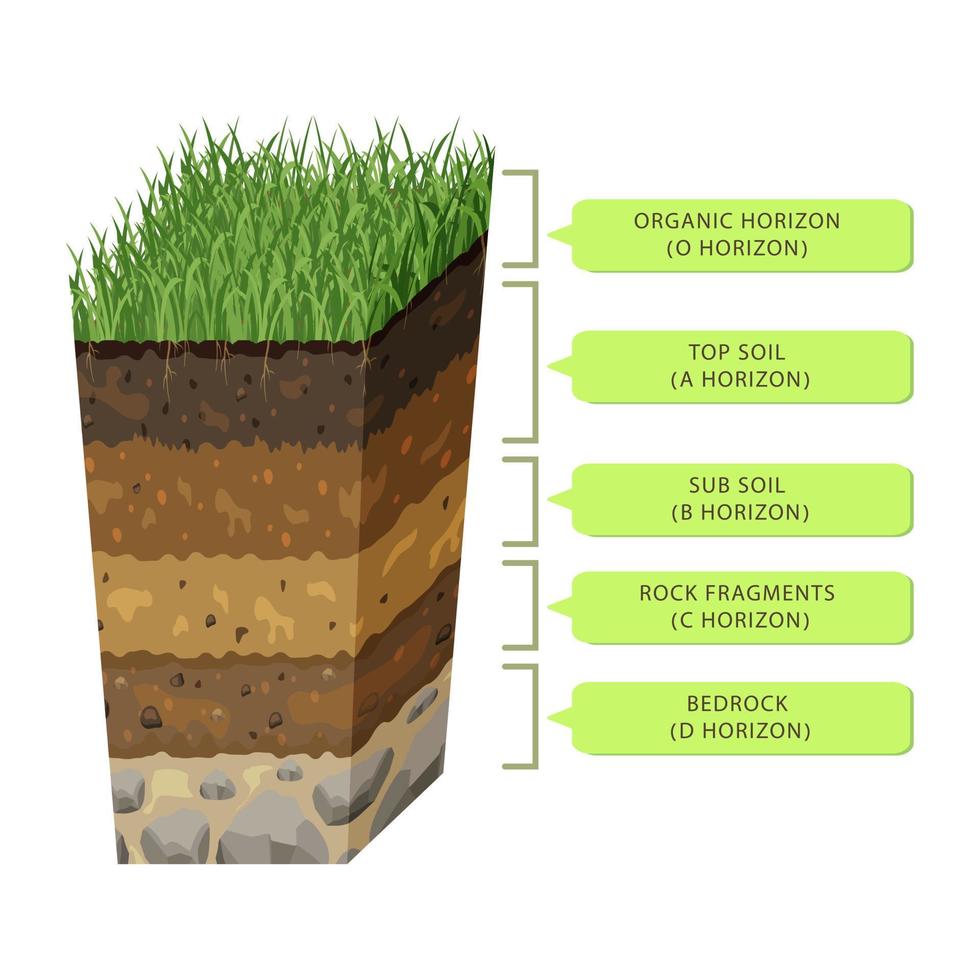 solo em camadas na seção. nível de húmus. infográfico de estrutura de terra. perfil subterrâneo de forma volumétrica vetor