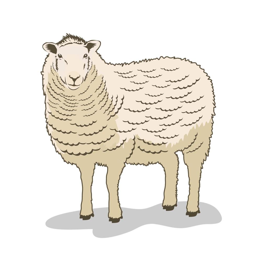 ilustração vetorial de ovelhas isoladas no fundo branco vetor