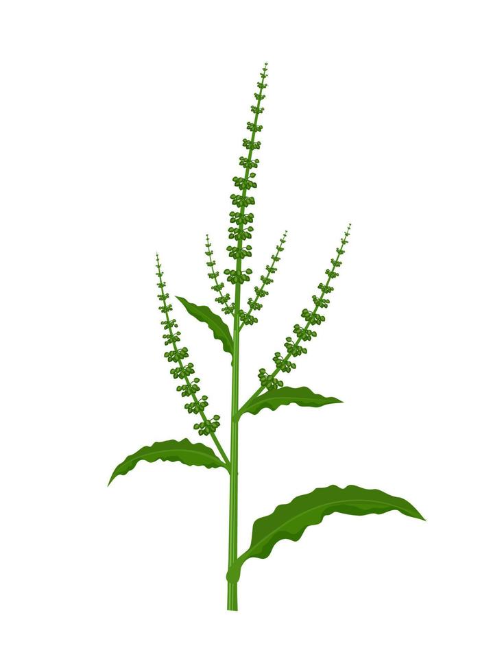 ilustração vetorial, rumex crispus, também chamado de doca encaracolada ou doca amarela, isolada no fundo branco. vetor