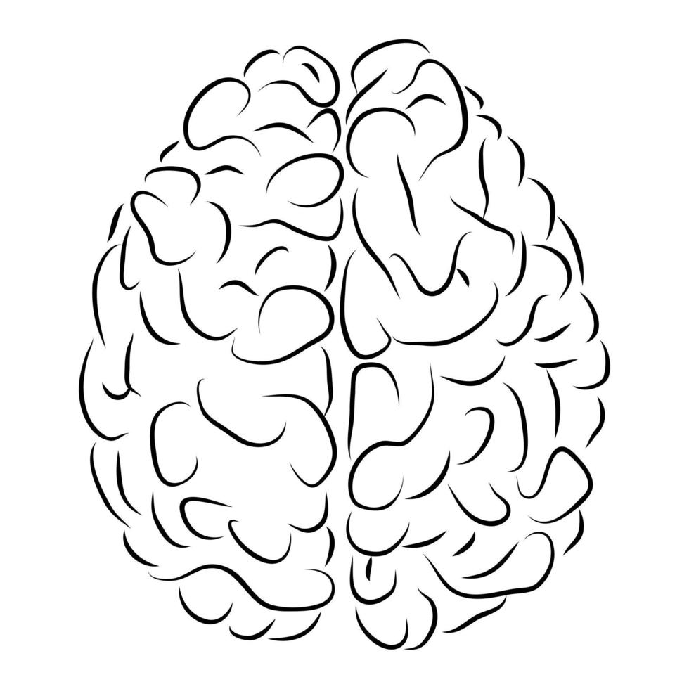 vista superior do cérebro humano em preto e branco. o conceito de anatomia. vetor