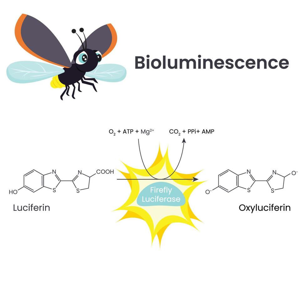 diagrama vetorial de ilustração científica de reação química de bioluminescência vetor