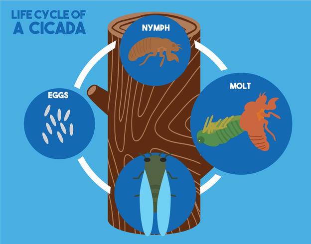 Cicada, ciclo de vida, ilustração vetorial vetor
