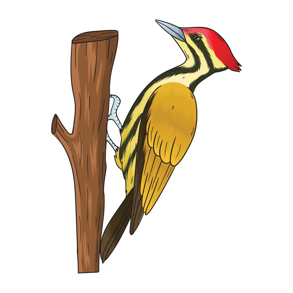 vetor pica-pau, esta ave é idêntica com seu bico para fazer um buraco em uma árvore