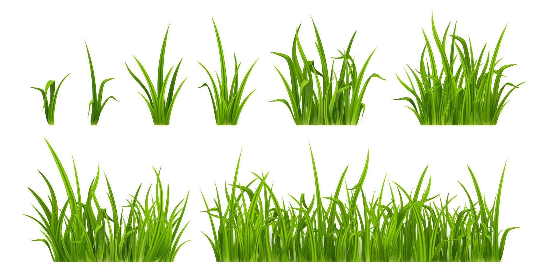 grama verde, ervas daninhas realistas para gramado vetor