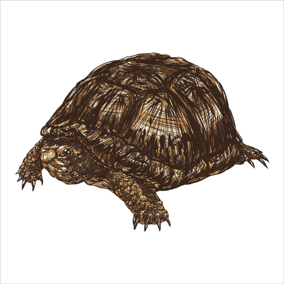 animal réptil tartaruga com casca - ilustração vetorial vetor